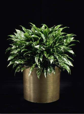 Find The Right Office Plant With Our Plant Brochure Phillip S