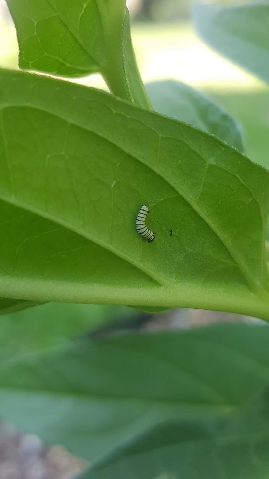 Butterflies, Native Plants, and Patience Oh My!