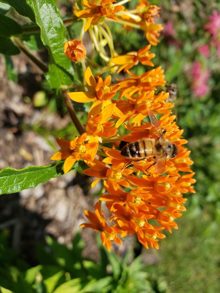 Butterflies, Native Plants, and Patience Oh My!