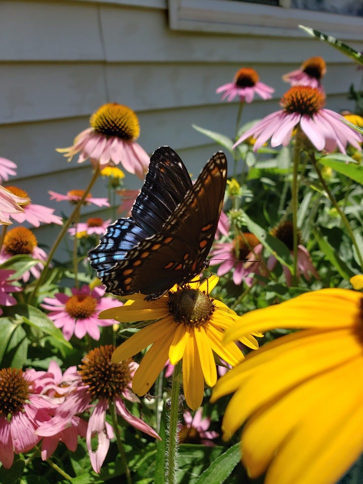 Butterflies, Native Plants, and Patience Oh My!