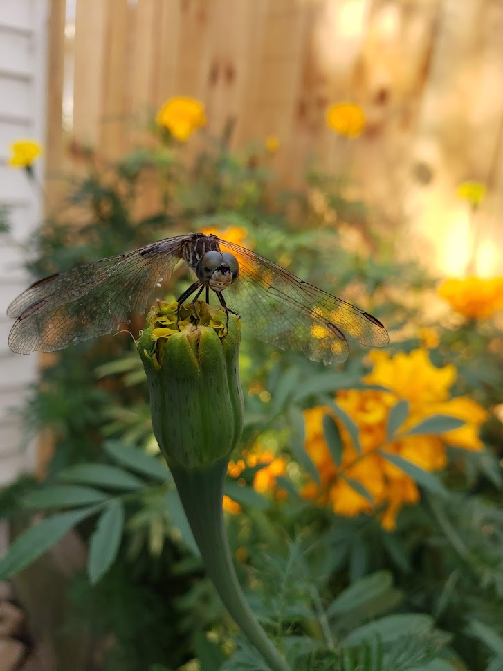 Butterflies, Native Plants, and Patience Oh My!