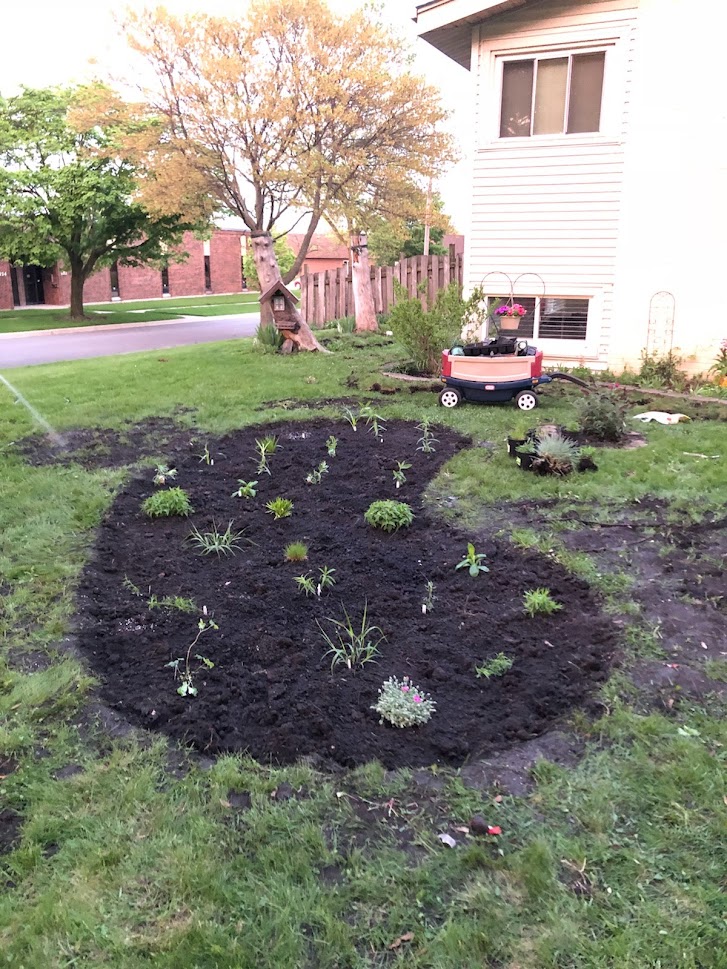 Butterflies, Native Plants, and Patience Oh My!