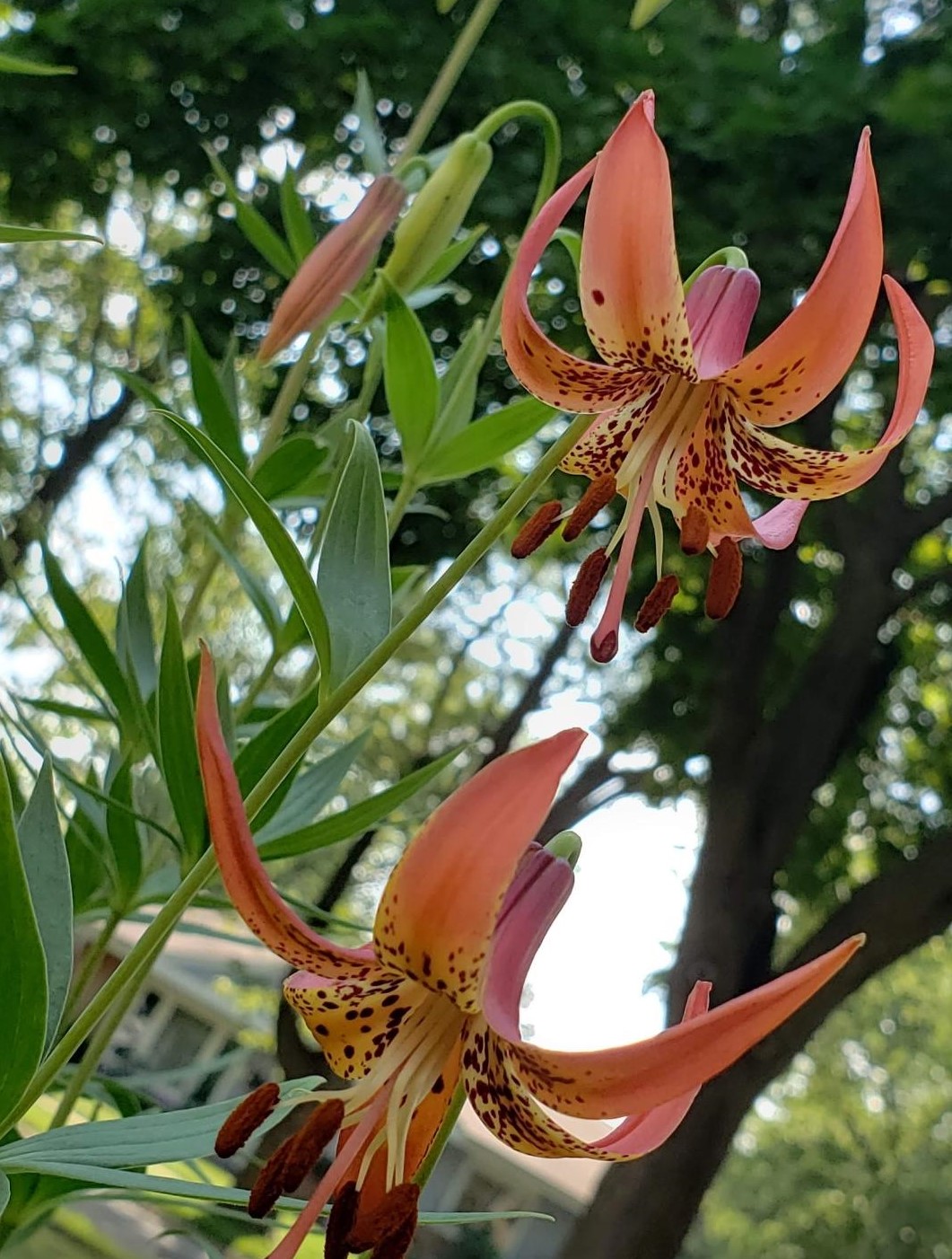 Butterflies, Native Plants, and Patience Oh My!