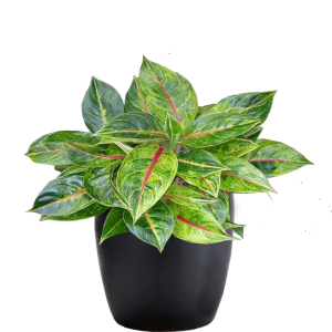 Aglaonema Emerald Rose