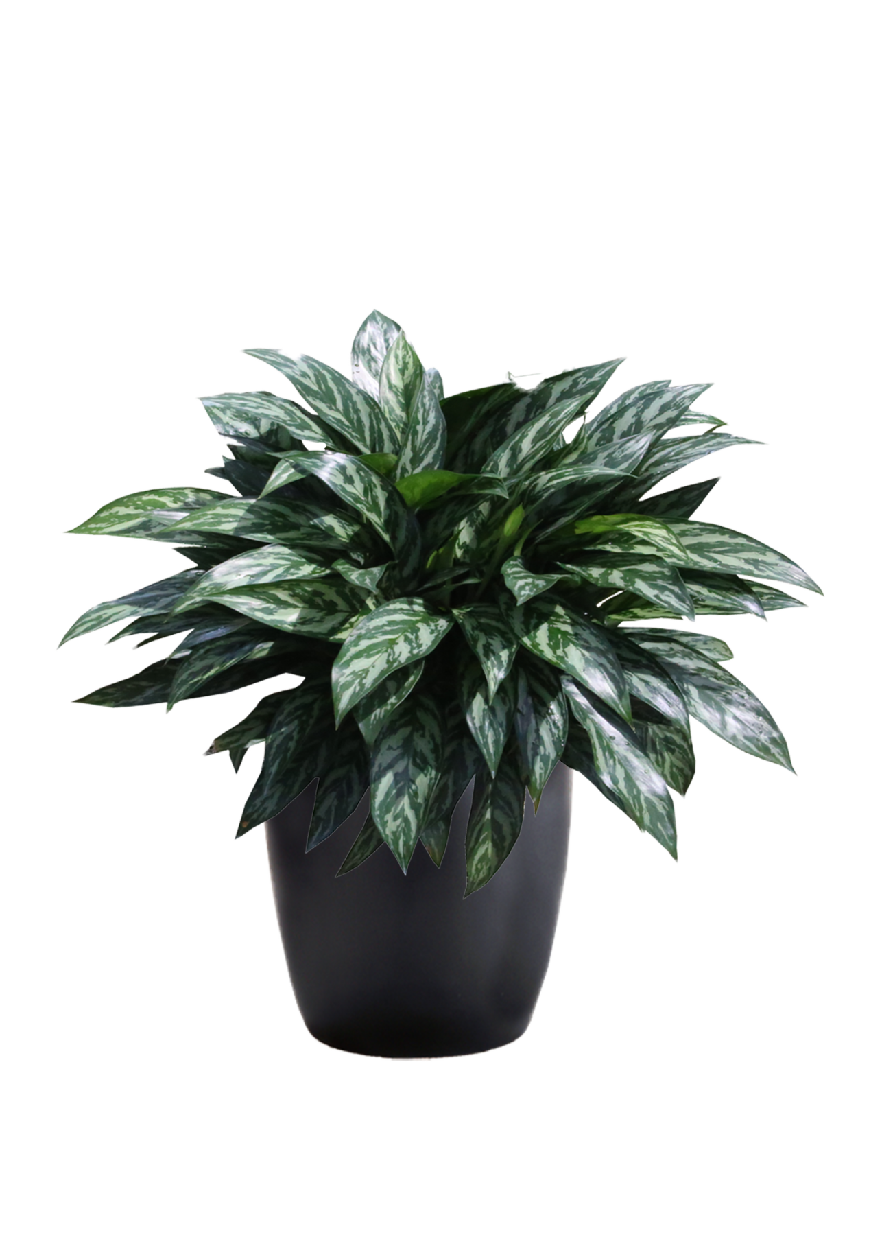 Faux Greenery, Euphorbia, Euphorbia Marginata, Variegated Greenery