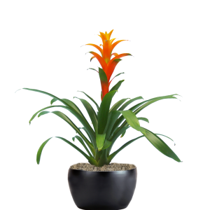 Bromeliad Guzmania Marjan