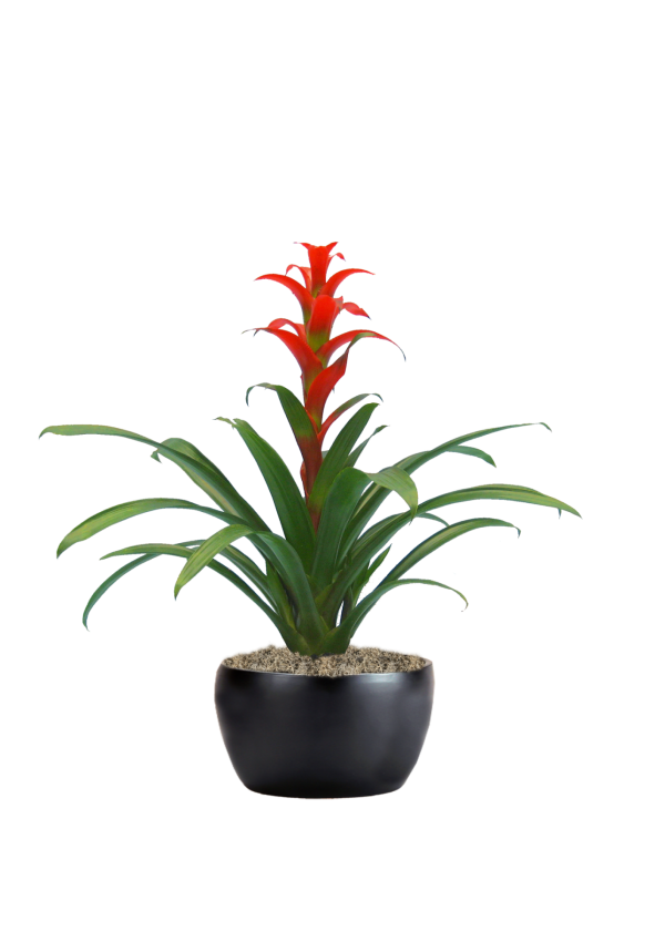 Bromeliad Guzmania Rana