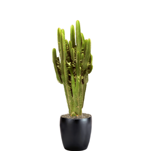 Euphorbia Candelabra