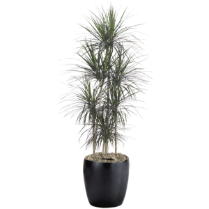 Dracaena Marginata Straight