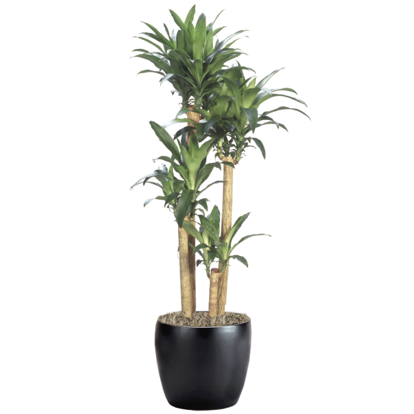 Dracaena Massangeana Cane