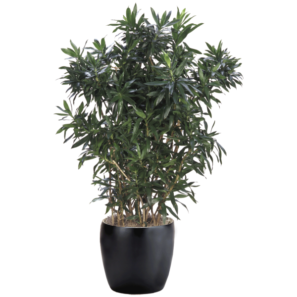 Dracaena Reflexa