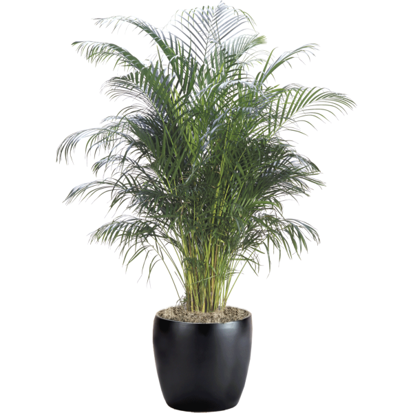 Palm Areca