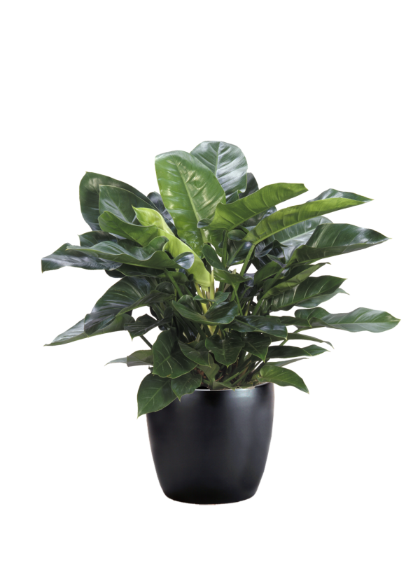 Philodendron Imperial Green