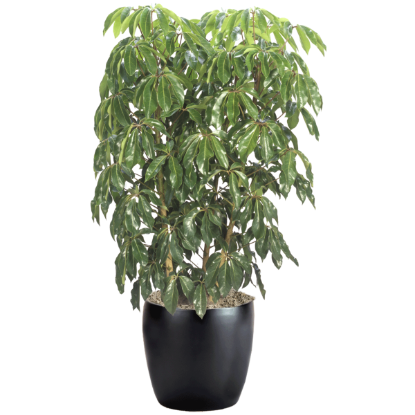 Schefflera Amate