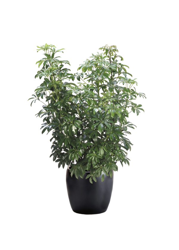 Schefflera Arboricola Bush