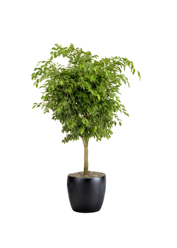 Ficus Benjamina