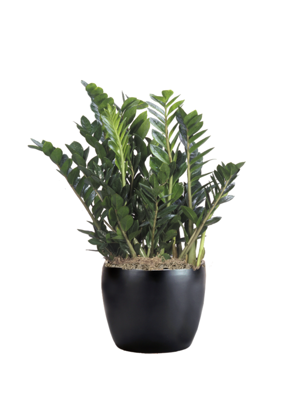 ZZ Plant